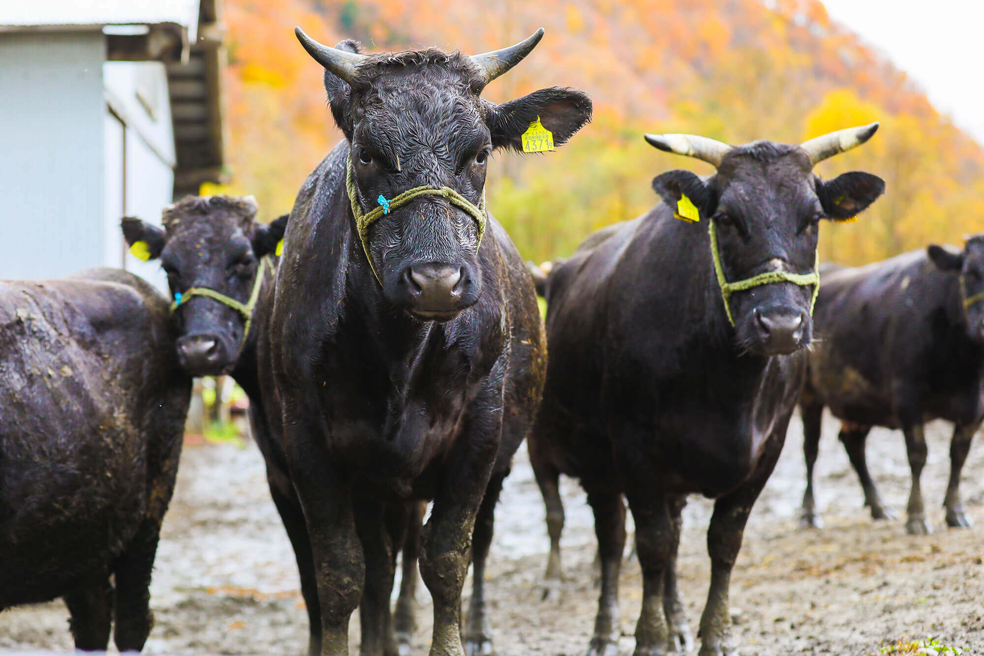 たがいの牧場の様子