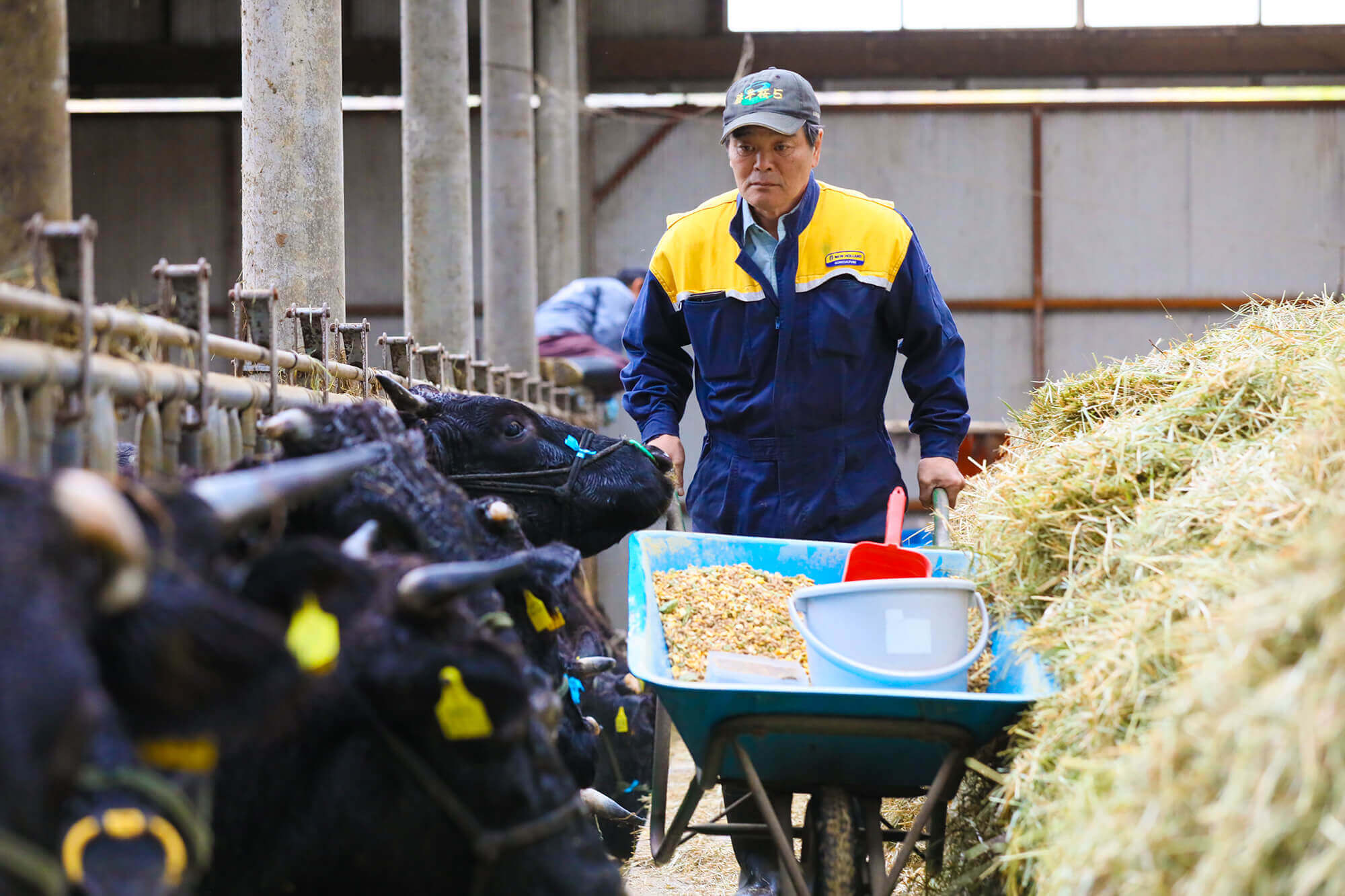 たがいの牧場の様子