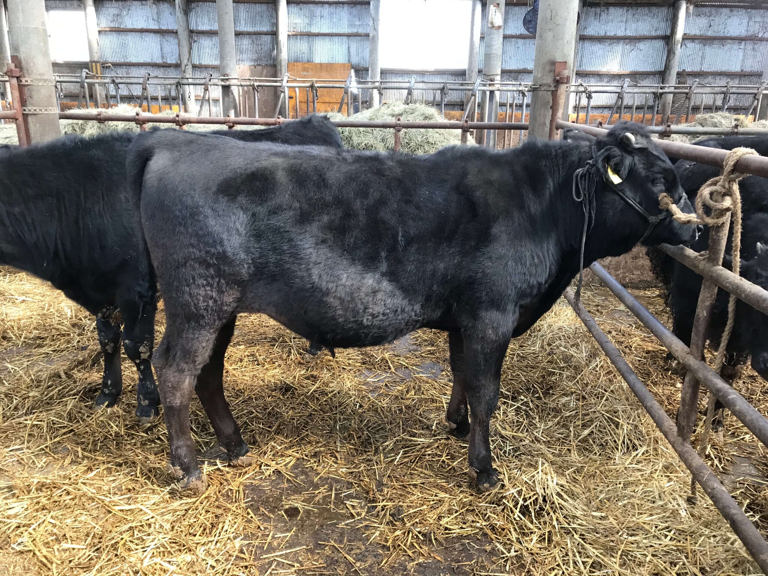 たがいの牧場の様子